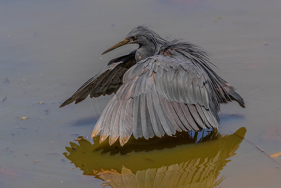 Black Heron