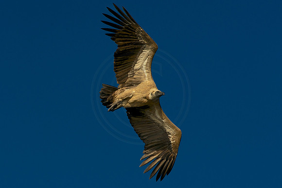 Vulture