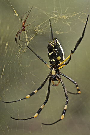 Golden Orb Spider
