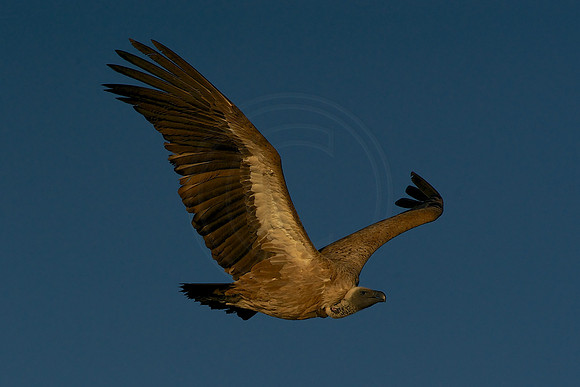 Colourful vulture