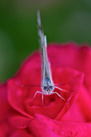 Its in the eyes!