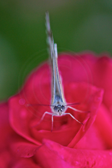 Its in the eyes!