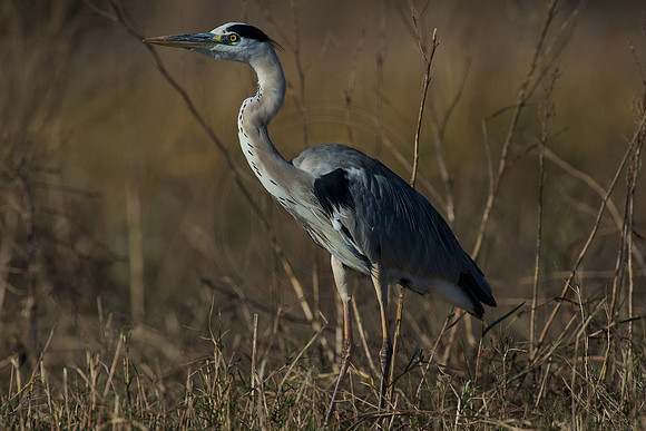 Heron