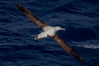 Albatross - near Marion island