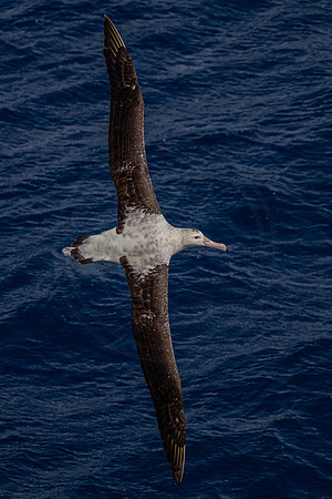 Albatross - near Marion island