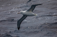 Albatross - near Marion island