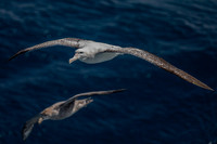 sea birds of the Southern Ocean - Albatross and Petrel