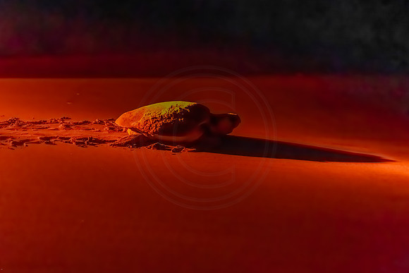 Loggerhead Turtle - after laying its eggs