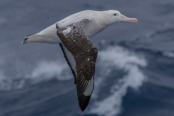 Albatross - near Marion island