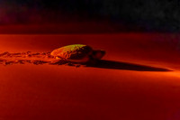Loggerhead Turtle - after laying its eggs