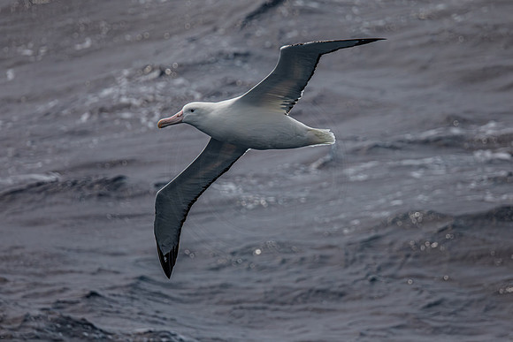 Albatross - near Marion island