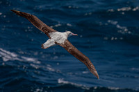 Albatross - near Marion island