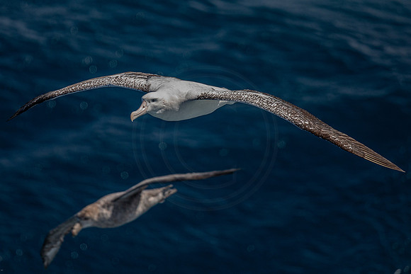 sea birds of the Southern Ocean - Albatross and Petrel