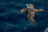 sea birds of the Southern Ocean - Albatross and Petrel