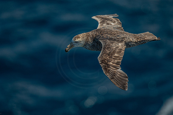 sea birds of the Southern Ocean - Albatross and Petrel
