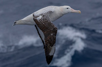 Albatross - near Marion island