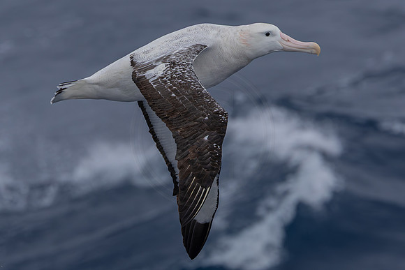 Albatross - near Marion island