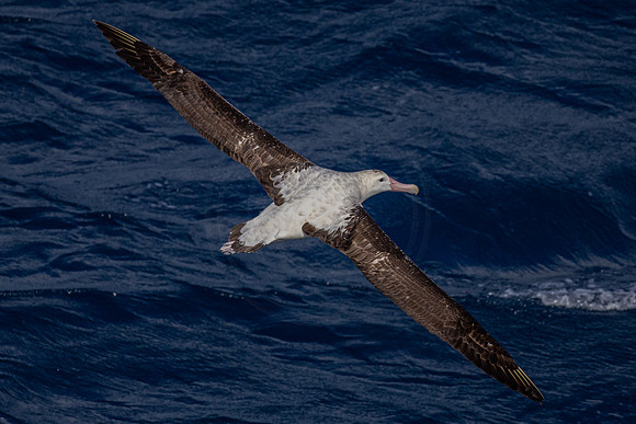 Albatross - near Marion island