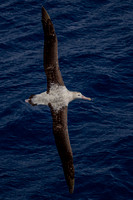 Albatross - near Marion island