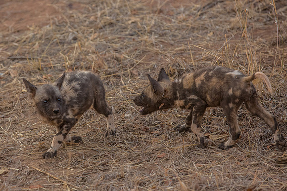 Play fighting