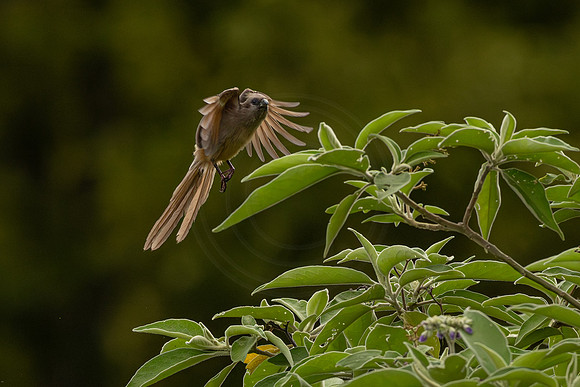 Speckled Mousebird - on the move