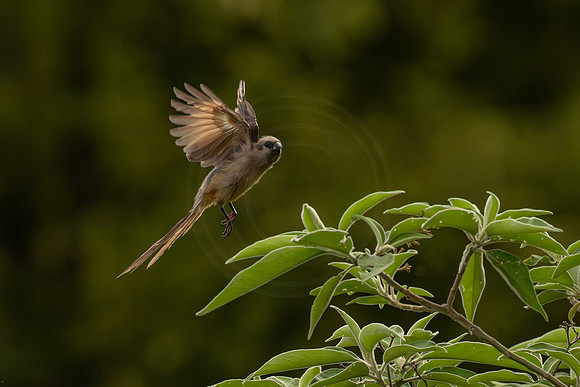 Speckled Mousebird - on the move