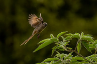 Speckled Mousebird - on the move