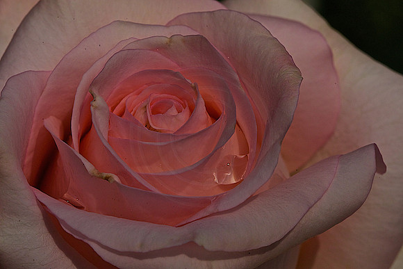 Pink, with droplets