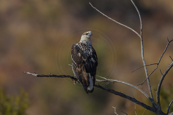 Martial Eagle