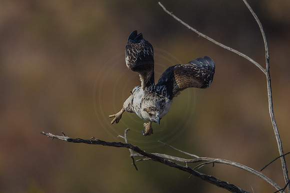 Martial Eagle
