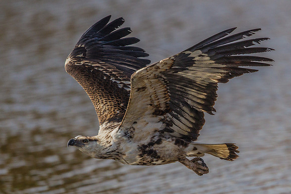 Martial Eagle