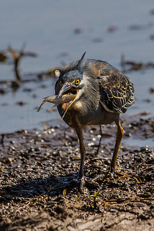 Heron catch