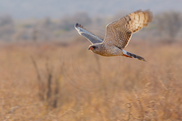 Chanting Goshawk