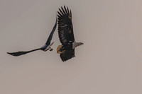 Fish eagle pair