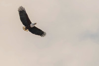 Fish eagle pair
