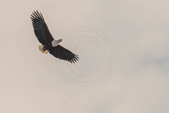 Fish eagle pair