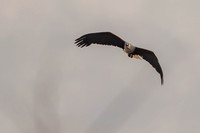 Fish eagle pair
