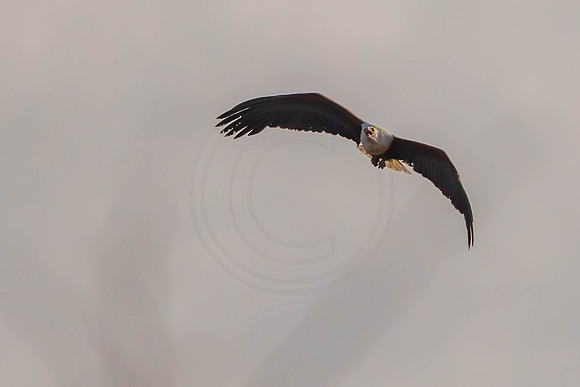 Fish eagle pair