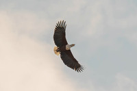 Fish eagle pair