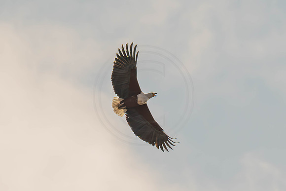 Fish eagle pair