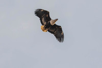 Fish eagle pair
