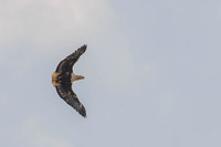 Fish eagle pair