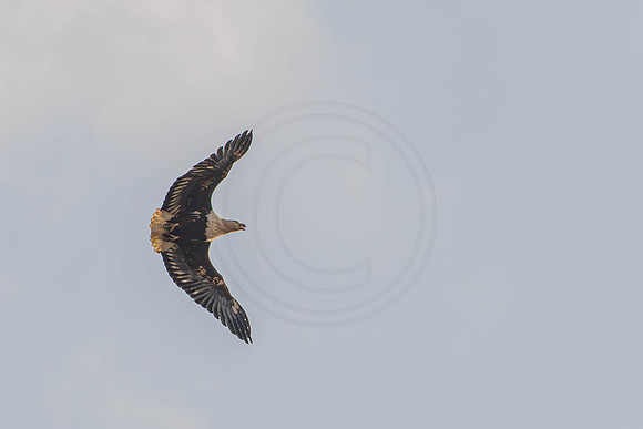 Fish eagle pair