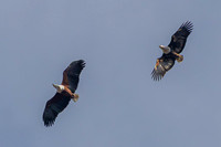 Fish eagle pair