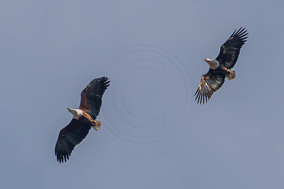 Fish eagle pair
