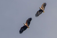 Fish eagle pair