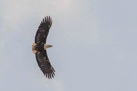 Fish eagle pair