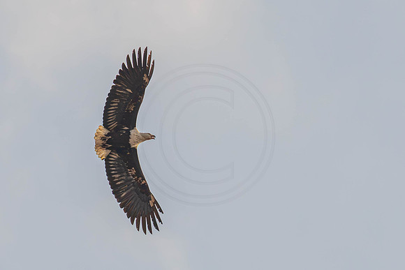 Fish eagle pair