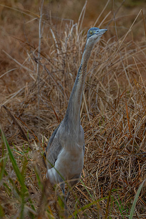 Black- Headed Heron