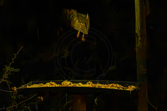 Barn Owls - late at night